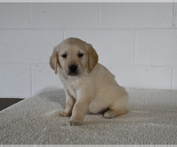 Medium Photo #2 Golden Retriever Puppy For Sale in MILLERSBURG, OH, USA