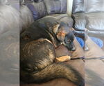 Small #4 Mutt