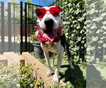 Small #10 American Pit Bull Terrier Mix