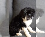 Small Photo #13 Aussie-Poo-Aussiedoodle Mix Puppy For Sale in ANNISTON, AL, USA