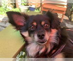 Small #1 Chihuahua-Spaniel Mix
