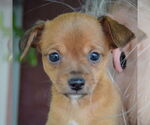 Small #5 Italian Greyhuahua