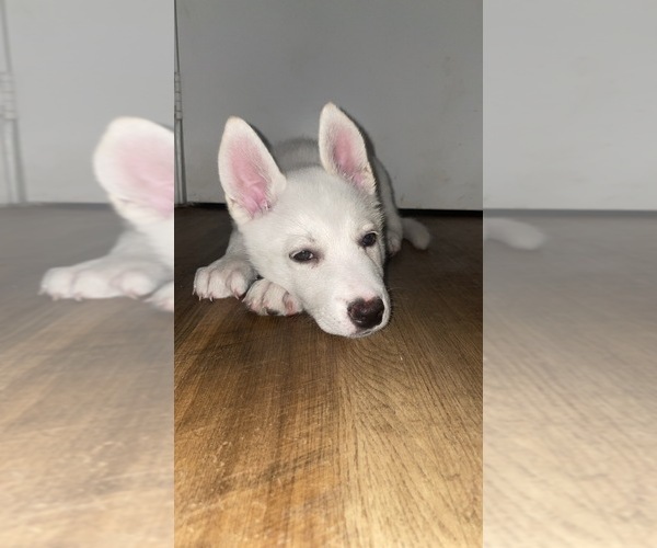 Medium Photo #1 Siberian Husky Puppy For Sale in LAS VEGAS, NV, USA