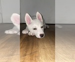 Small Photo #1 Siberian Husky Puppy For Sale in LAS VEGAS, NV, USA