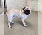 Small Pug