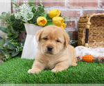 Small #5 Labrador Retriever