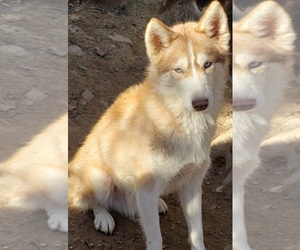 Siberian Husky Puppy for sale in SANDY HOOK, KY, USA