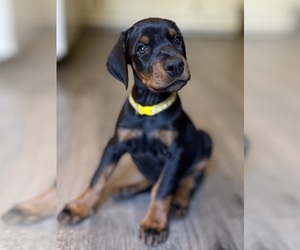 Doberman Pinscher Puppy for sale in NEWTON, NC, USA