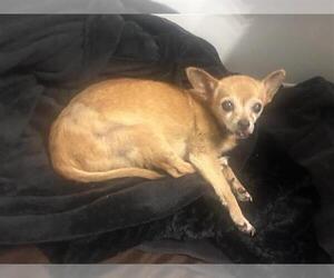 Chihuahua Dogs for adoption in Houston, TX, USA