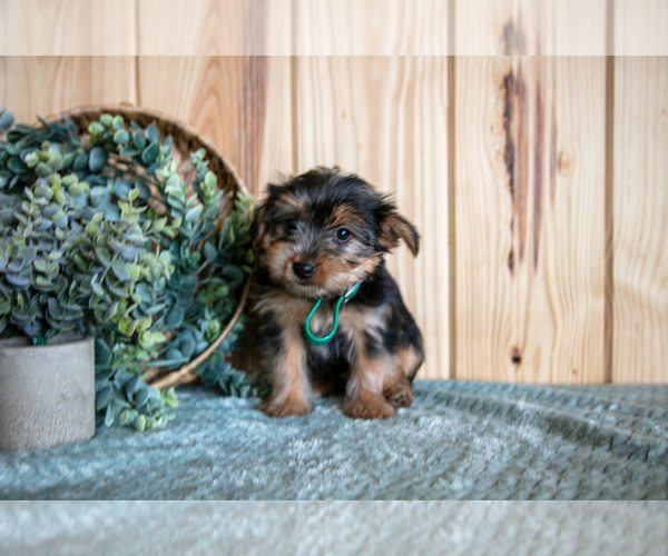Medium Photo #19 Yorkshire Terrier Puppy For Sale in QUARRYVILLE, PA, USA