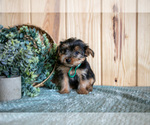 Small Photo #19 Yorkshire Terrier Puppy For Sale in QUARRYVILLE, PA, USA