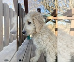 Small Photo #6 Goldendoodle Puppy For Sale in KNOB NOSTER, MO, USA