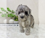Small #5 Cavapoo (Miniature)
