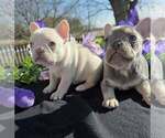 Small #6 French Bulldog