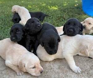 Labrador Retriever Puppy for sale in WILTON, CA, USA