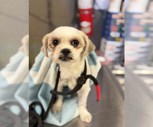 Medium Photo #1 Shih Tzu-Unknown Mix Puppy For Sale in Downey, CA, USA