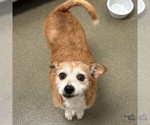 Chihuahua-Unknown Mix Dogs for adoption in Washington, DC, USA
