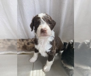 Aussiedoodle Puppy for sale in MASCOT, TN, USA