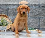 Small Photo #48 Labrador Retriever Puppy For Sale in MILLERSBURG, OH, USA