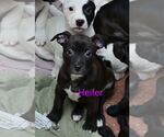 Small #2 American Pit Bull Terrier-Labrador Retriever Mix