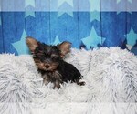 Small Yorkshire Terrier