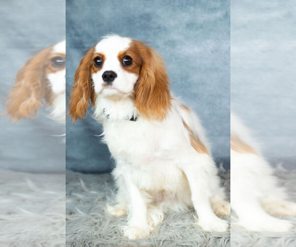 Medium Photo #10 Cavalier King Charles Spaniel Puppy For Sale in WARSAW, IN, USA