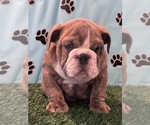 Small #1 Bulldog