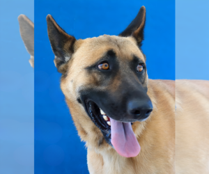 German Shepherd Dog Dogs for adoption in Pasadena, CA, USA