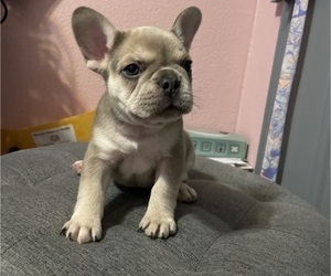 French Bulldog Puppy for Sale in EMORY, Texas USA