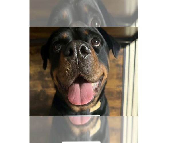 Medium Photo #7 Rottweiler Puppy For Sale in Gilbert, AZ, USA