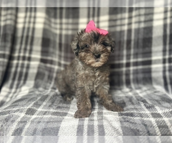 Medium Photo #7 YorkiePoo Puppy For Sale in LAKELAND, FL, USA
