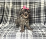 Small #6 YorkiePoo