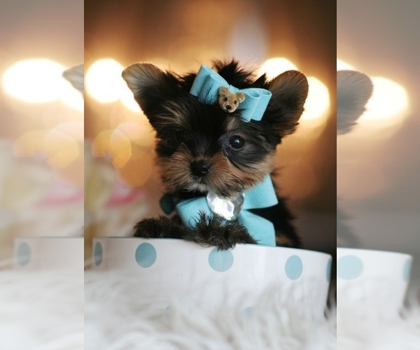 Medium Photo #18 Yorkshire Terrier Puppy For Sale in NAPLES, FL, USA