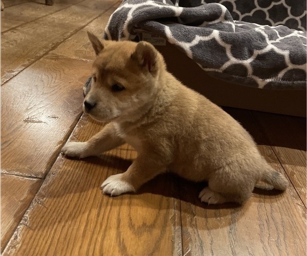 Medium Photo #19 Shiba Inu Puppy For Sale in SCHUYLKILL HAVEN, PA, USA