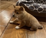 Puppy Timber Shiba Inu