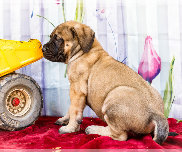 Medium Photo #26 Mastiff Puppy For Sale in WAKARUSA, IN, USA