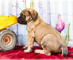 Small Photo #26 Mastiff Puppy For Sale in WAKARUSA, IN, USA