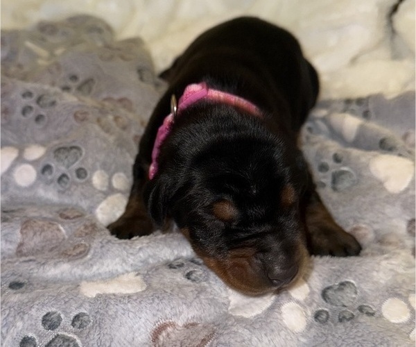 Medium Photo #1 Doberman Pinscher Puppy For Sale in COOKEVILLE, TN, USA