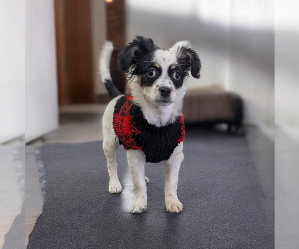 Medium Photo #1 Chihuahua-Unknown Mix Puppy For Sale in Vail, AZ, USA