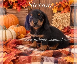 Dachshund Puppy for sale in WINNSBORO, LA, USA