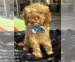 Small Photo #3 Goldendoodle mix (+ Poodle Miniature) Puppy For Sale in MENIFEE, CA, USA