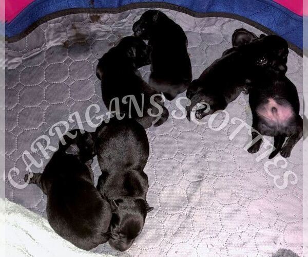 Medium Photo #1 Scottish Terrier Puppy For Sale in HOQUIAM, WA, USA