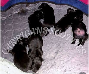Scottish Terrier Puppy for sale in HOQUIAM, WA, USA