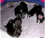 Image preview for Ad Listing. Nickname: AKC MF Scotties