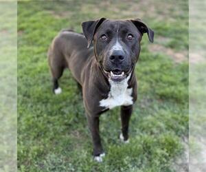 Mutt Dogs for adoption in Modesto, CA, USA