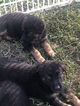 Small Photo #20 German Shepherd Dog Puppy For Sale in LOX, FL, USA