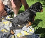 Puppy Puppy 7  Pink Gordon Setter