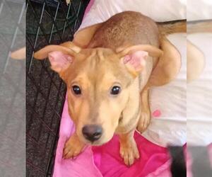 Labrador Retriever-Unknown Mix Dogs for adoption in San Antonio, TX, USA