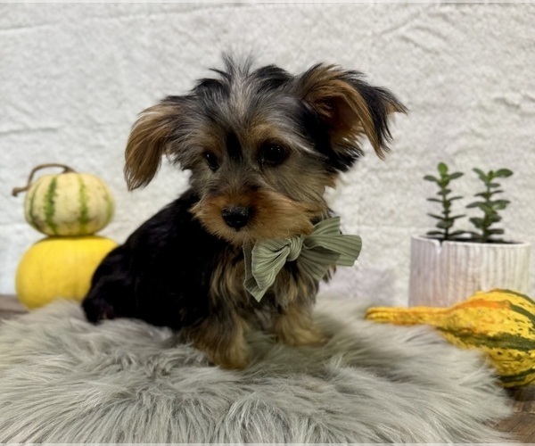 Medium Photo #4 Yorkshire Terrier Puppy For Sale in NAPPANEE, IN, USA