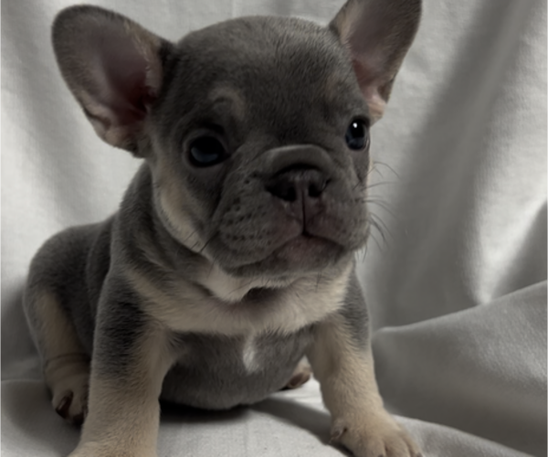 Medium Photo #1 French Bulldog Puppy For Sale in ADDISON, IL, USA